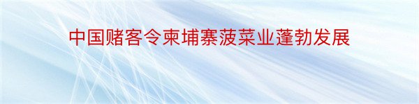 中国赌客令柬埔寨菠菜业蓬勃发展