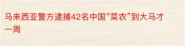 马来西亚警方逮捕42名中国“菜农”到大马才一周